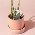 Biodegradable Soil Moisture Meter, Visual Reminder to Water Your Indoor Plants - Tool to fIx overwatering and Under-Watering houseplants (Cactus PlantDoc - 5 Pack) by Unknown