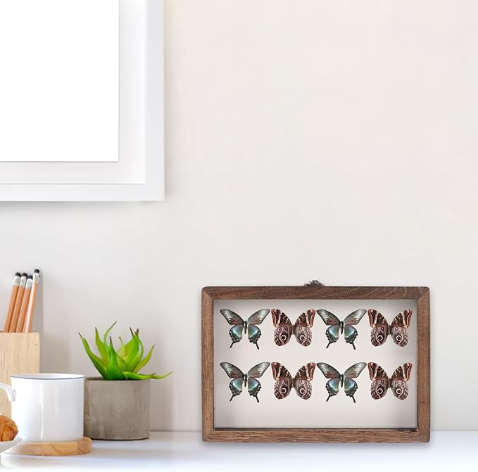 Angoily Wooden Insect Display Case Specimen Box with Clear Window, Wall-Mount Bug Collection Box for Insect and Dried Flower Display, Multi-Functional Storage Organizer - Image 2