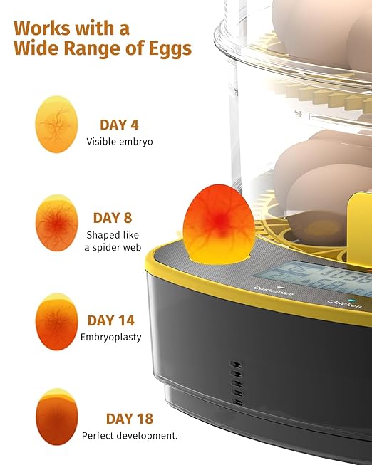 Egg Incubators for Hatching Eggs, Double-Layer 48 Egg Incubator with Temperature and Humidity Control, Egg Candler, Automatic Egg Turner, Clear Window Incubator for Chicks Duck Quail Eggs - Image 5