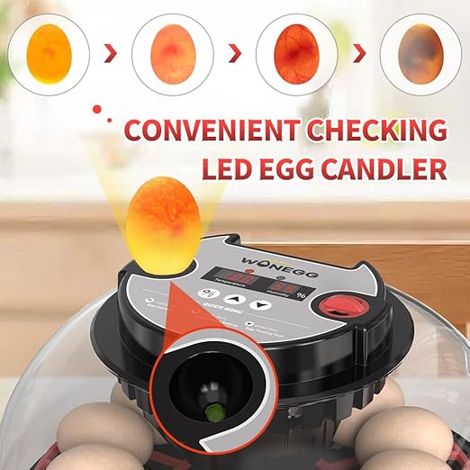 incubators for hatching eggs，12 Egg Incubator,egg incubator with automatic egg turning and humidity control，incubator for chicken eggs，chicken incubators for hatching eggs，egg incubator - Image 7