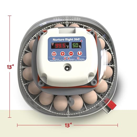 Harris Farms Nurture Right Egg Incubator for Hatching Chicks, Holds 12-22 Eggs, Automatic Turner with Temperature and Humidity Control, 360 Degree View with Clear Window, Incubator for Chickens - Image 8