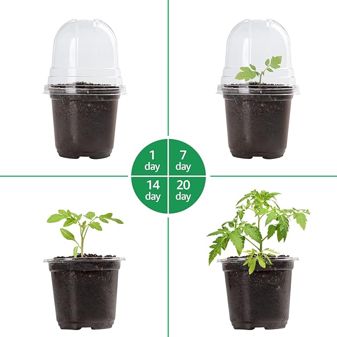 30 Packs 4 Inch Reinforced Clear Nursery Pots with Humidity Dome, Transparent Plastic Plant Pot Seedling Planter with Drainage Holes for Vegetable Propagation, Root Cutting, Seed Starting - Image 3