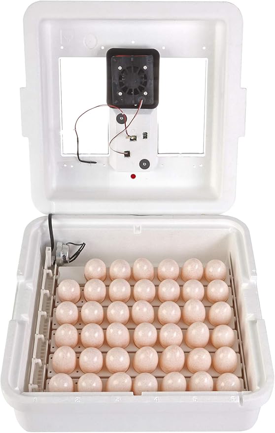 Little Giant® Digital Still Air Incubator | 41 Eggs | Egg Incubator with Temperature and Humidity Control | Chick Incubator - Image 5