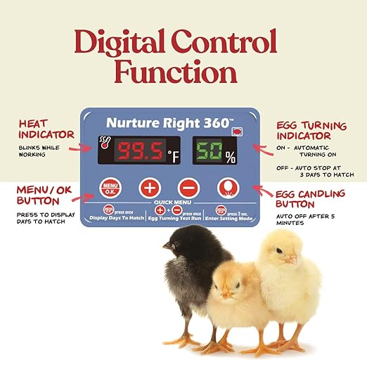 Harris Farms Nurture Right Egg Incubator for Hatching Chicks, Holds 12-22 Eggs, Automatic Turner with Temperature and Humidity Control, 360 Degree View with Clear Window, Incubator for Chickens - Image 4