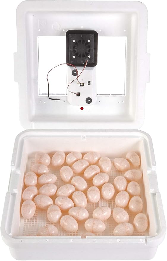 Little Giant® Digital Still Air Incubator | 41 Eggs | Egg Incubator with Temperature and Humidity Control | Chick Incubator - Image 3