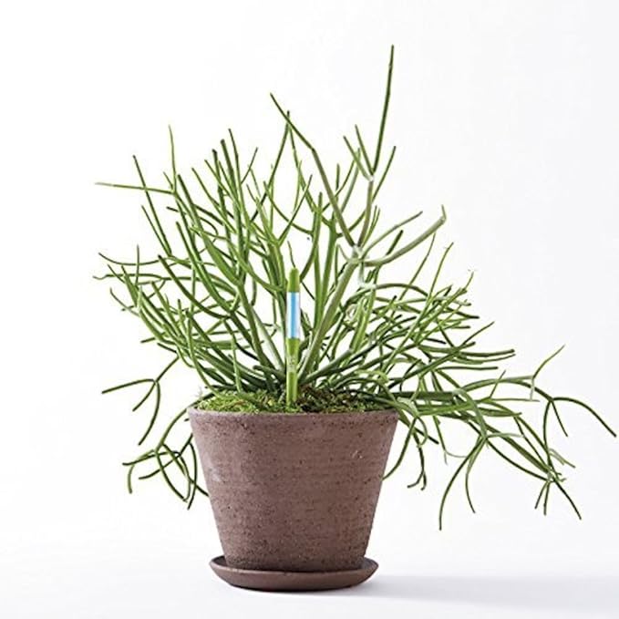 Sustee Aquameter (Small Green Refillable - Bundle of 2) - House Plant Soil Moisture Meter, Humidity Sensor Probe, Water Level Indicator - Best for Indoor Potted Plants - Image 5