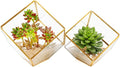 ELEGANTLIFE Glass Geometric Plant Terrarium,Succulent & Air Planter for Home Garden Office Decoration(Gold Cubic Set of 2) by ELEGANTLIFE