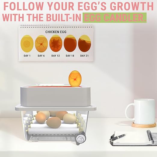 OBI-12 Incubator for Hatching Eggs – 36 Eggs, Easy to Use, Stable Temperature & Humidity Control with Eggloo Insulation - Orange - Image 4