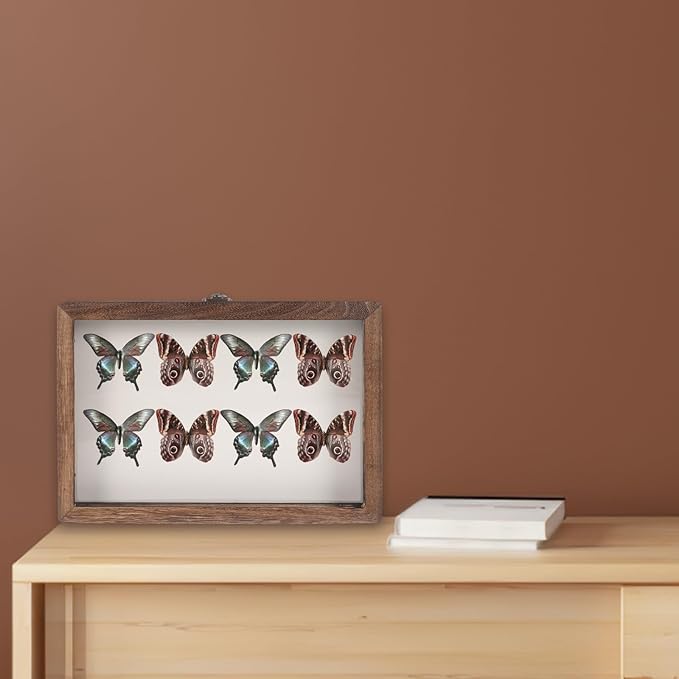 Angoily Wooden Insect Display Case Specimen Box with Clear Window, Wall-Mount Bug Collection Box for Insect and Dried Flower Display, Multi-Functional Storage Organizer - Image 6