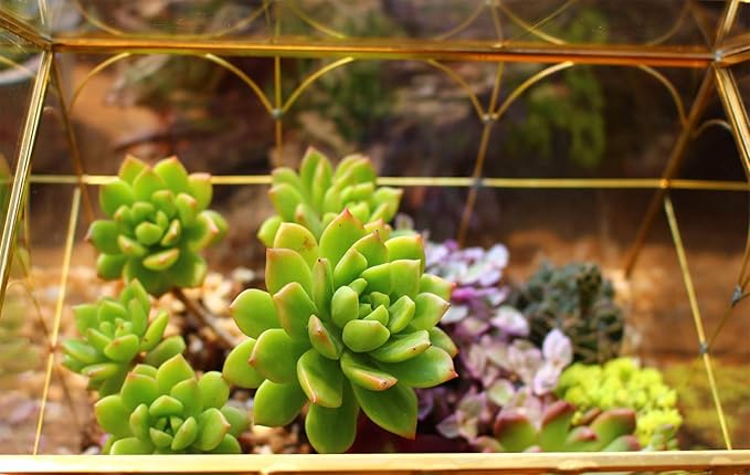 Glass Geometric Plant Terrarium,Succulent & Air Planter for Home Garden Office Decoration (Gold House) - Image 8