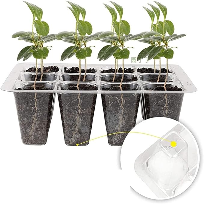 3 Pack Seed Starter Tray with Humidity Dome and Base (36 Cells Total), Plant Germination Kit for Seeds Growing Starting, Mini Seedling Propagator Small Greenhouse, Reusable Garden Supplies - Image 4