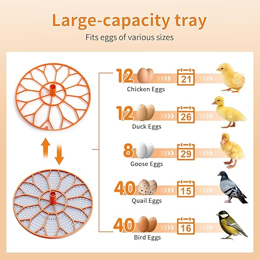 Incubator, Egg Incubator, Incubator for Hatching Eggs with Egg Candler, Automatic Egg Turner, Temperature& Humidity Control for Chicken, Duck, Quail,Goose, Carrying Handle Design,360° Viewing - Image 2