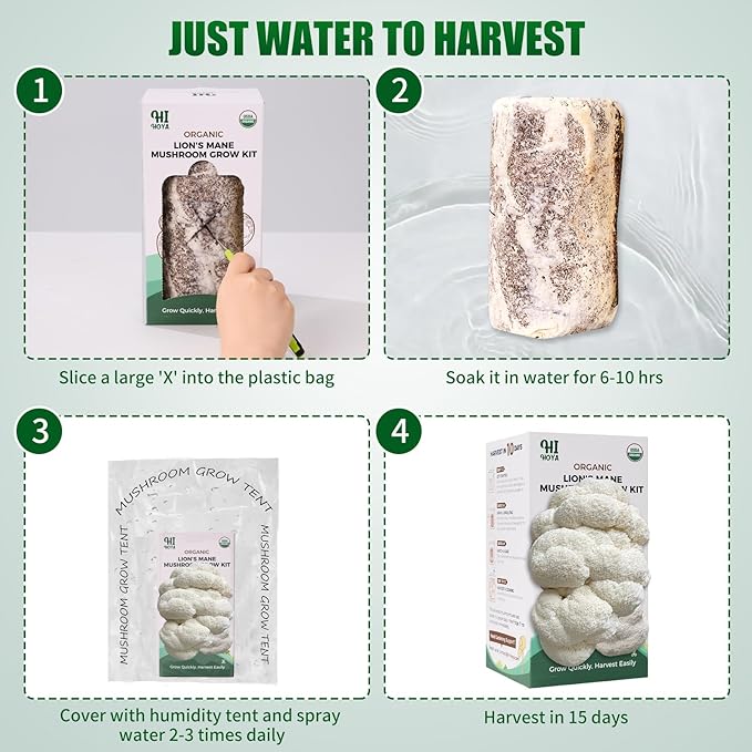 Large Organic Lion's Mane Mushroom Grow Kit with Spray & Accessories, Fresh Edible Mushroom Growing Kit Double-Sided Growable, USDA Certified, Non-GMO, Beginner Friendly, Indoor, Gardening Gift, USA - Image 5