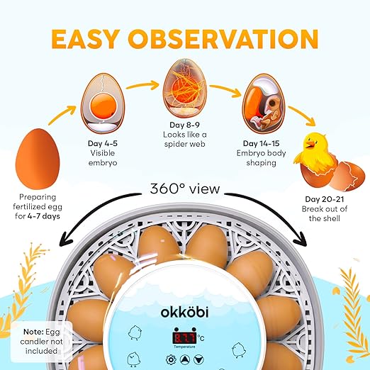 M12 Incubators for Hatching Eggs - Egg Incubator with Automatic Turner and Humidity Control - 12/24 Eggs - Incubadora de Huevos de Gallina - Easy to Use and Clean - 360° View - Blue - Image 4