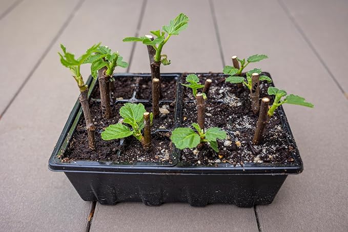 Gardzen 20 Pack Seed Starting Tray, Plant Germination Trays, Seed Starter Kit with Adjustable Humidity Vented Dome, Plant Growing Kit 6.6" x 4.5", Total 240-Cell, Black - Image 5