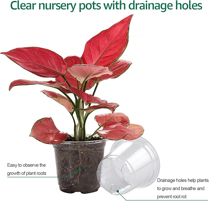 30 Packs 4 Inch Reinforced Clear Nursery Pots with Humidity Dome, Transparent Plastic Plant Pot Seedling Planter with Drainage Holes for Vegetable Propagation, Root Cutting, Seed Starting - Image 2