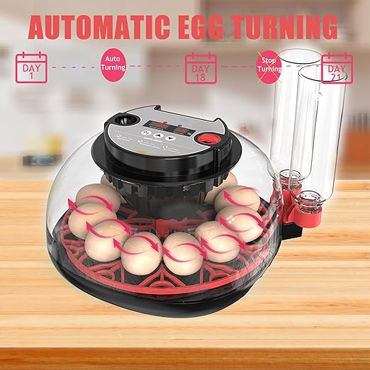 Incubators for Hatching Eggs, 12 Egg Incubator with Automatic Egg Turning and Humidity Control, 360° View Incubadora De Huevos De Gallina, Egg Candler, Incubator for Chicken Eggs, Ducks, Goose, Quail - Image 5