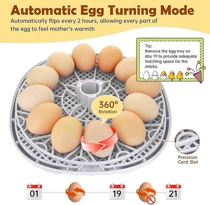 Egg Incubator for Hatching Chicks, Automatic Egg Turner Holds 12 Eggs, Smart Incubator 360° Clear Window with Temperature Display Egg Candler for Small Poultry Chickens Ducks Quails Eggs - Image 3
