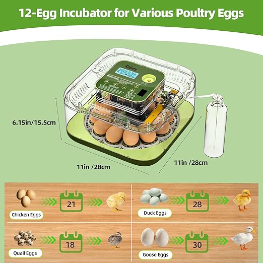 Automatic 12 Egg Incubator - Digital Temperature/Humidity Display, Hatch Day Countdown, Auto Egg Turner & Candler with 360° View for Hatching Chicken, Duck, Quail Eggs - Image 7