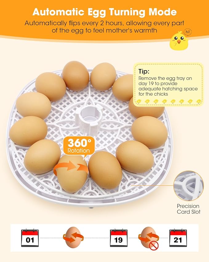 Incubators for Hatching Eggs, Chicken Waterer Cups, Automatic Egg Turner Holds 12 Eggs, Smart Incubator 360° Clear Window with Temperature Display Egg Candler for Small Poultry Chickens Ducks Quails - Image 9