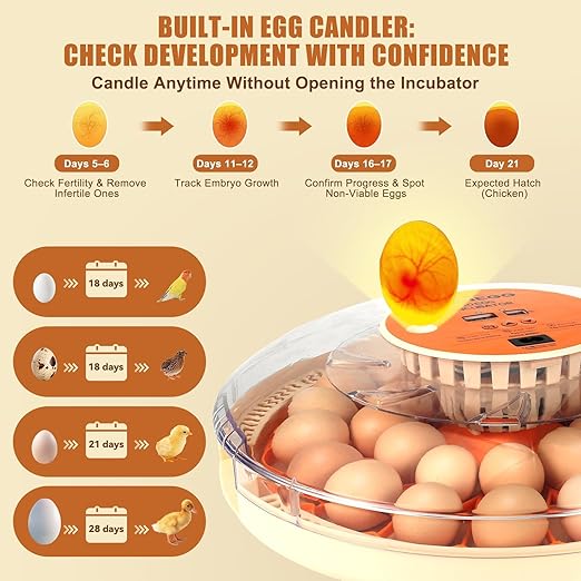 2nd Gen 30 Egg Incubator, Wide-Range Humidity with Manual Water Fill, Stable Temp Control, Dual-Size Egg Slots, Auto Egg Turning, Candler, Real-Time Display for Hatching Poultry Eggs - Image 3