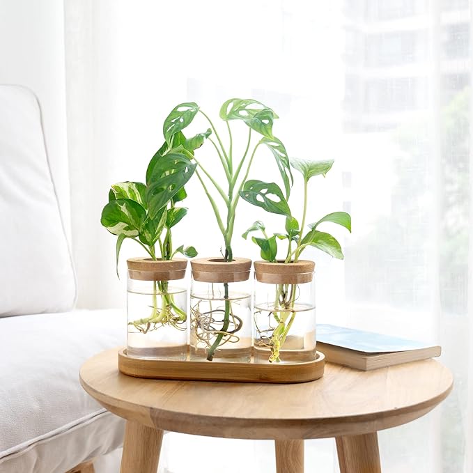 Dahey Plant Propagation Terrarium Desktop Glass Planter Station Water Planting Glass Vase with Lid and Wooden Stand for Propagating Hydroponic Plants Centerpiece Office Home Garden Decor, 3 Pcs - Image 7
