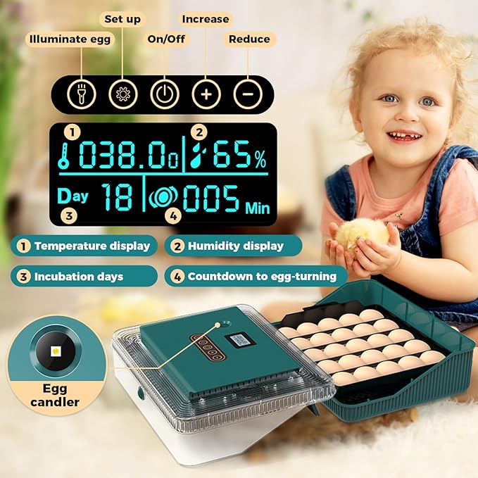 25 Eggs Incubator, Incubators for Hatching Eggs, with Automatic Egg Turning and Humidity Control, Egg Candler, Auto Water Replenishment, for Hatching Quail, Chicken, Duck, Goose Eggs (Dark Green) - Image 3