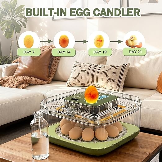 XOTTI Incubator for Hatching Egg, 12 Egg Incubators with Temperature and Humidity Control, Automatic Turner, Candler, 360° Viewing for Dry Hatch Chicken, Duck, Quail, Goose, Parrot and Pigeon - Image 5