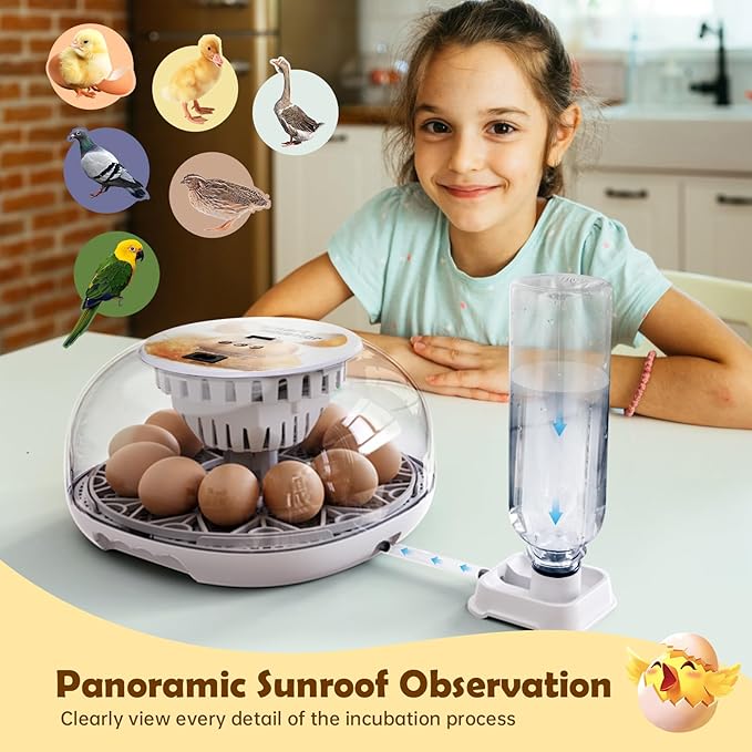 Egg Incubator for Hatching Chicks, Automatic Egg Turner Holds 12 Eggs, Smart Incubator 360° Clear Window with Temperature Display Egg Candler for Small Poultry Chickens Ducks Quails Eggs - Image 7
