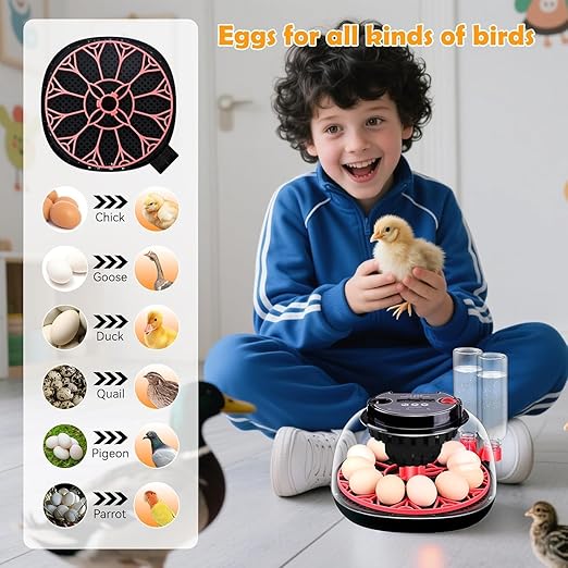 Egg incubators for Hatching Eggs, Automatic Egg Turning 12-24 Poultry Incubator with Temperature Control,Automatic Water Adding,℉ Display,360° View for Hatching Chickens, Duck,Quail,Goose Eggs (M12H) - Image 7