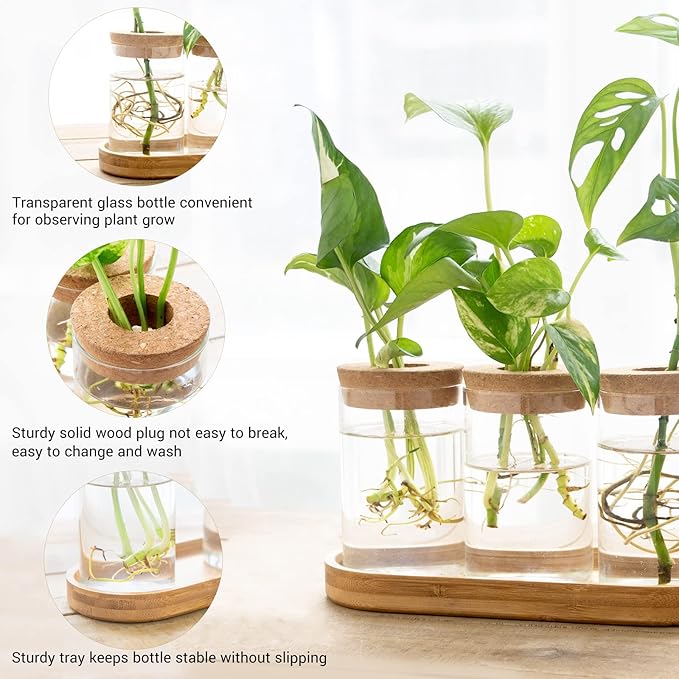 Dahey Plant Propagation Terrarium Desktop Glass Planter Station Water Planting Glass Vase with Lid and Wooden Stand for Propagating Hydroponic Plants Centerpiece Office Home Garden Decor, 3 Pcs - Image 4