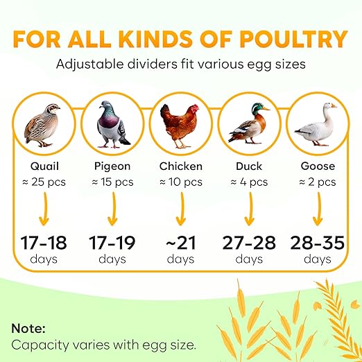 Okkobi M12 Egg Incubator with Automatic Turner and Humidity Control - 12/24 Eggs, 360° View, Easy to Use and Clean - Incubadora de Huevos de Gallina - Made for US - White & Orange - Image 6