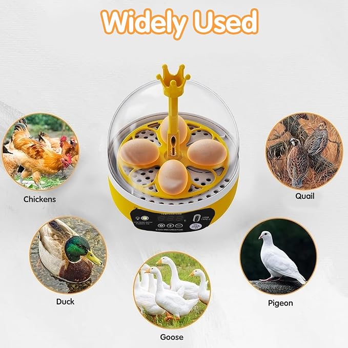 4 Eggs Mini Incubator with Transparent Lid,7W Automatic Temperature Humidity Control,Household Small Poultry Hatching Machine,for Chickens Ducks Pigeons (Auto Turning) - Image 6