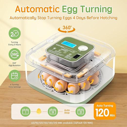 Incubator for Hatching Eggs Automatic Humidity and Temperature Control 12 Eggs Incubator, Digital Display Auto Turner 360° View Egg Candler for Chicken, Duck and Quail Bird Eggs - Image 5