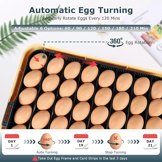 Incubators for Hatching Eggs, 56 Eggs Incubator with Egg Candler, Auto Egg Turner, Temp & Humidity Control, Hatch Day, 360° Viewing for Chicken, Duck, Quail Eggs, Ideal for Farm, School and Lab - Image 7
