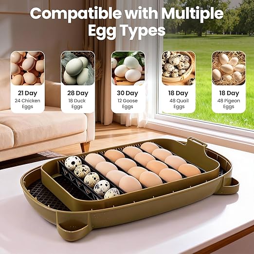 Incubators for Hatching Eggs,24 Eggs Capacity with Automatic Turning, Accurate Temp & Humidity Control, Egg Candler, Air Vent, and 360° Viewing for Chicken, Duck, Quail & Goose Eggs - Image 7