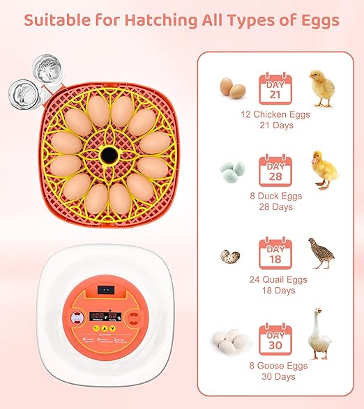12 Egg Incubator for Hatching Eggs, Smart Temperature and Humidity Control, Automatic Egg Turning, Incubator for Hatching Chicken, Quail, Duck Eggs, 360° Clear View for Home, Classroom, Farm - Image 6