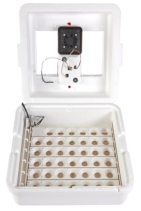 Little Giant® Digital Circulated Air Incubator | 41 Eggs | Egg Incubator with Fan, Temperature and Humidity Control | Hatching Eggs - Image 3