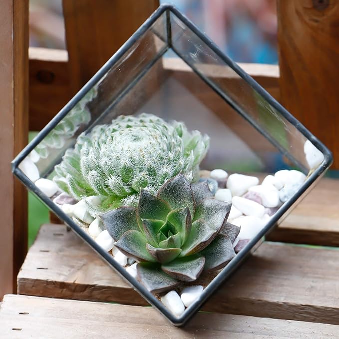 ELEGANTLIFE Glass Geometric Plant Terrarium Container, Flower Pot Tabletop Planter Decor Glass Display Box Succulent & Air Planter for Home Garden Office Decoration(Black Cubic Set of 2) - Image 5