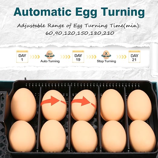 Incubator for Hatching Chicks, 10 Eggs Incubators with Automatic Egg Turning, Temperature and Humidity Control, Egg Candler, Hatching Incubator for Small Poultry, Chicken, Ducks (10 Eggs) - Image 2