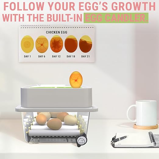 Incubators for Hatching Eggs - 12 Eggs - Ideal All Ages | Egg Incubator with Automatic Egg Turning and Humidity Control - Integrated Egg Candler - Okkobi OBI-12 - Image 3