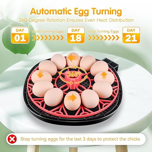 Egg incubators for Hatching Eggs, Automatic Egg Turning 12-24 Poultry Incubator with Temperature Control,Automatic Water Adding,℉ Display,360° View for Hatching Chickens, Duck,Quail,Goose Eggs (M12H) - Image 3