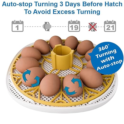 Egg Incubator for Hatching Chicks, 12-24 Egg Incubators with Auto Turning, Automatic Water Top-up, Fahrenheit Display, 360° View Poultry Incubator for Hatching Chicken Duck Quail Parrot - Image 4