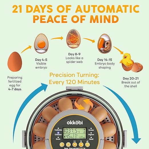 12 Egg Incubator with Automatic Egg Turning and Humidity Control – Temperature Adjustment – incubators for Hatching Eggs – Built-in Egg Candler – Incubadora de Huevos de Gallina – Easy to Use - Image 2