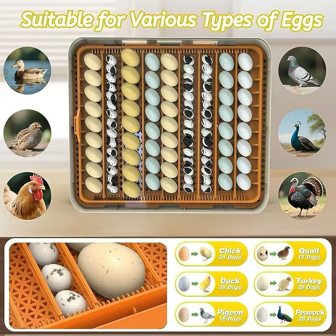 Egg Incubator for Hatching 56-154 Chicken/Quail/Turkey Eggs, 360° View Poultry Incubators with Automatic Egg Turning/Humidity Control&Alarm/Auto Water Adding/Adjustable Tray, for Beginner/Farm/Home - Image 2