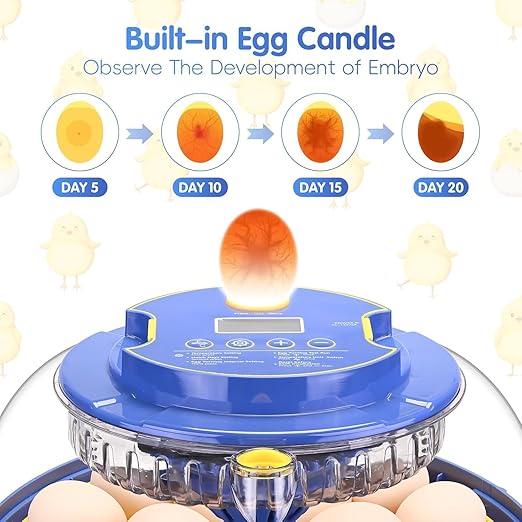 Egg incubators for Hatching Eggs, Automatic Egg Turning 12-24 Poultry Incubator with Temperature Control,Automatic Water Adding,℉ Display,360° View for Hatching Chickens, Duck,Quail,Goose Eggs (M18H) - Image 4