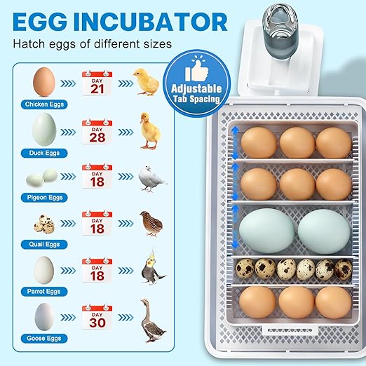 Incubators for Hatching Eggs 15-35 Eggs Incubator with Automatic Egg Turning and ℉Temperature Display LED Candler Poultry Incubator for Hatching Chicken Duck and Quail Incubator (Blue) - Image 2