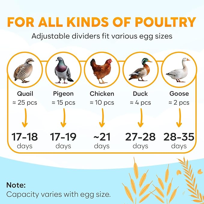 Incubator for Hatching Eggs - Ideal for All Ages - Automatic Turner and Humidity Control - Integrated Candler - 10 Eggs - Okkobi M10 - Green & Orange - Image 6