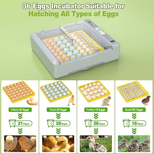 36 Eggs Incubator for Hatching Chicken/Goose/Quail/Duck/Turkey Eggs, 360° View Incubator with Automatic Egg Turning/Humidity Control/Low Humidity Alarm/Adjustable Tray, for Beginner/Farm/Teaching/Home - Image 2