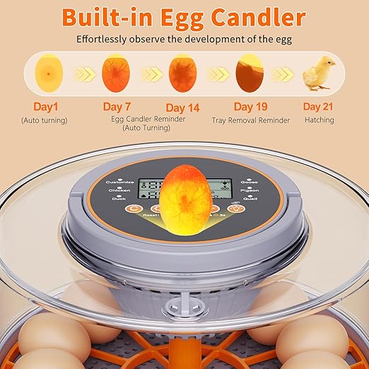 12 Egg Incubators for Hatching Eggs with Automatic Egg Turning & Humidity Control Intelligent Temp Eggs Candler for Chicken Quail Duck etc. Eggs, Suit for Beginner Backyard Hobbyist Students Education - Image 3